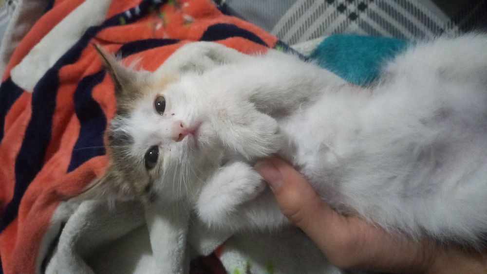 Кошка возраст средний