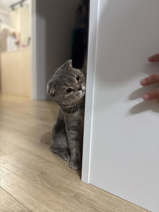 Кот британский вислоухий