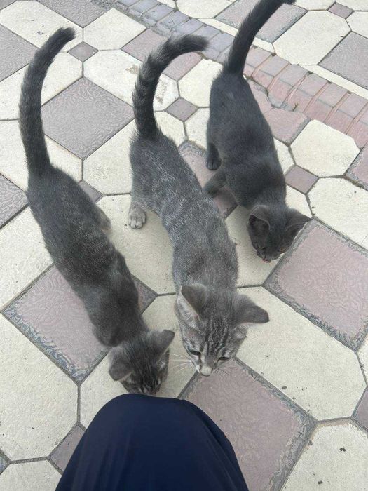 Отдам котят в хорошие руки