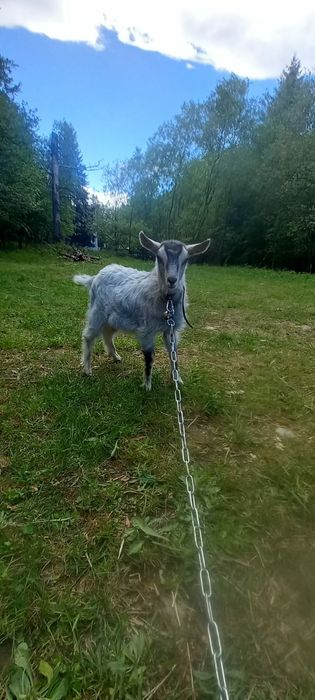 Iada  intarcata ieduta  .