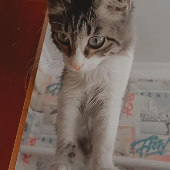 Очень красивый котенок