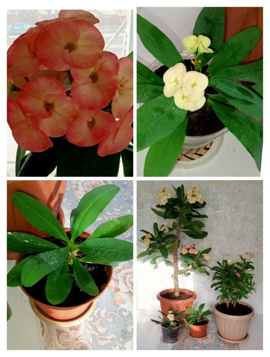 продам цветы молочай миля крупноцветный