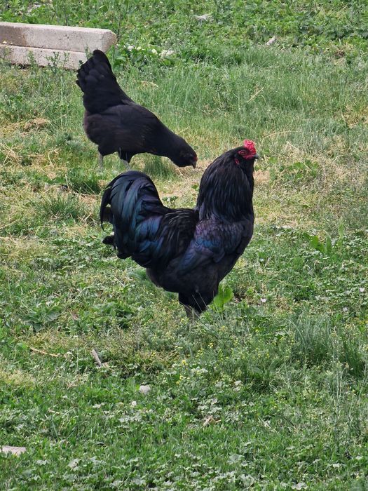 Gaini ameraucana