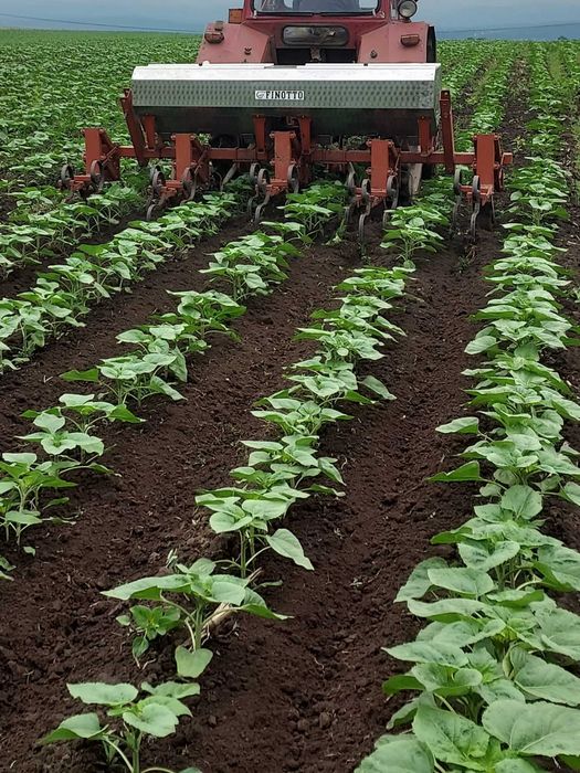 prasitoare 5 randuri cu fertilizare, buncar inox