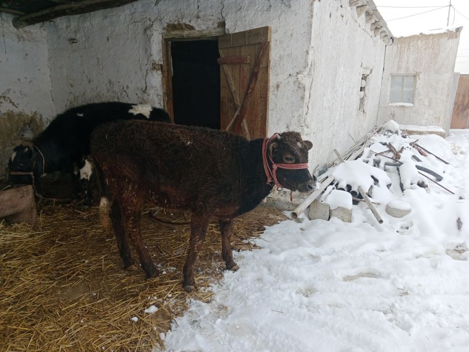 2 бас еркек бузау сатылады