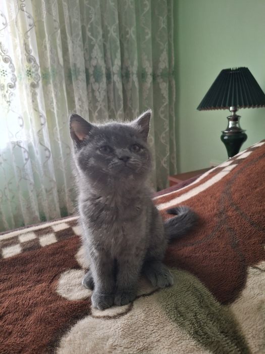 Котенок Скоттиш страйт