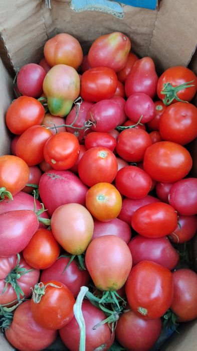 Продам помидоры свежие домашние