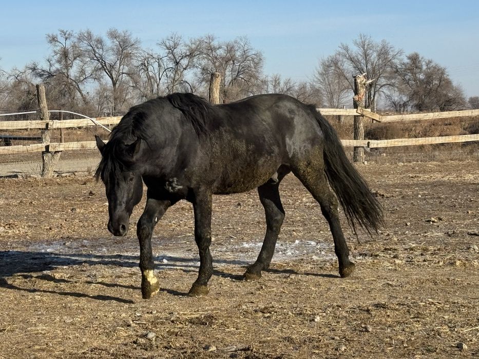 Жеребец Новоалтаец