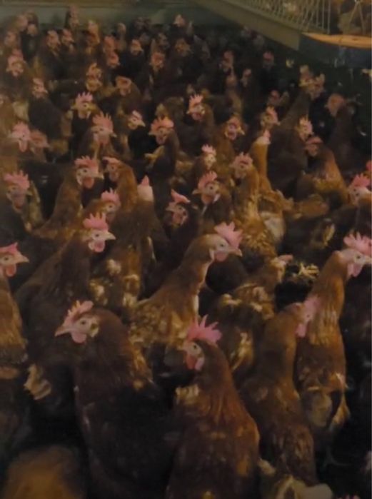 Vand gaini rosi ouatoare