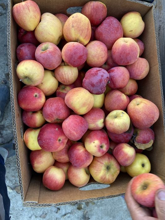 Vand mere Idared, Golden, Florina