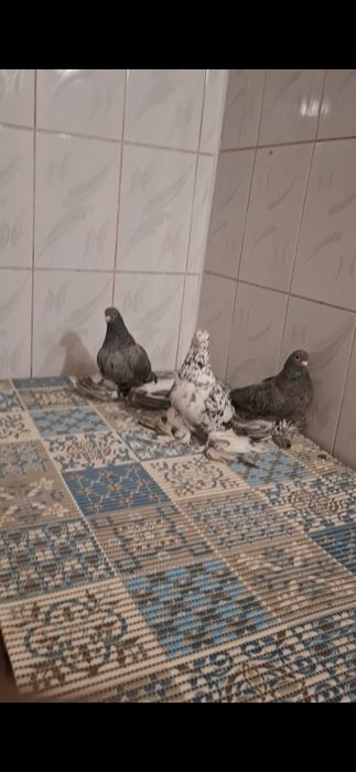 Голуби, Голуби..