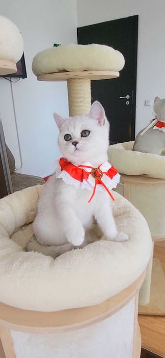 Fetita scottish straight shorthair cu pedigree iubibila