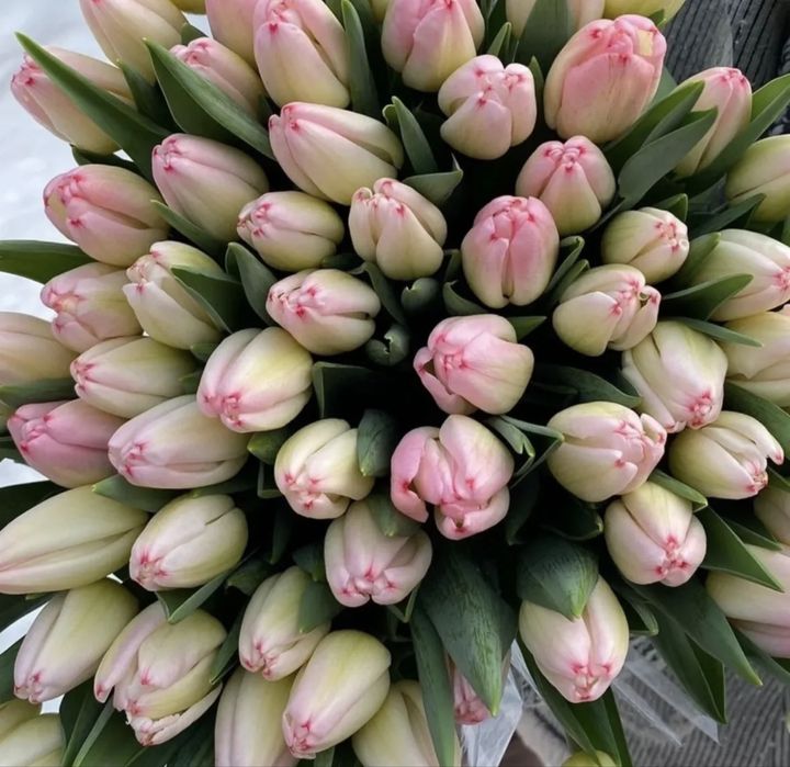 Тюльпаны для корпоративов | 700 | Костанай