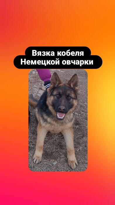 Кобель Вязка Немецкой овчарки