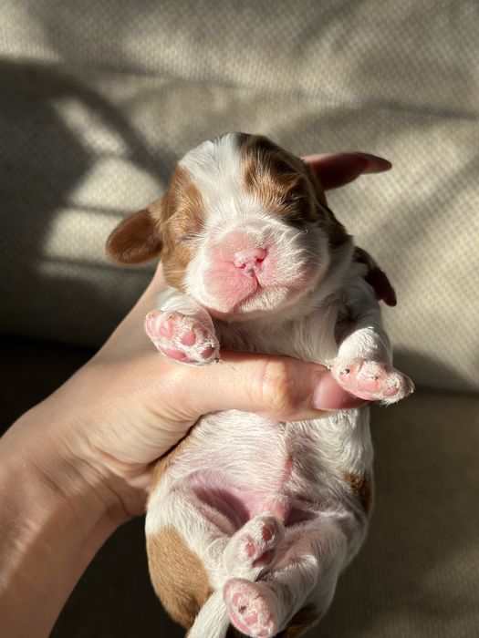 Кавалер Кинг Чарльз Спаниели щенки