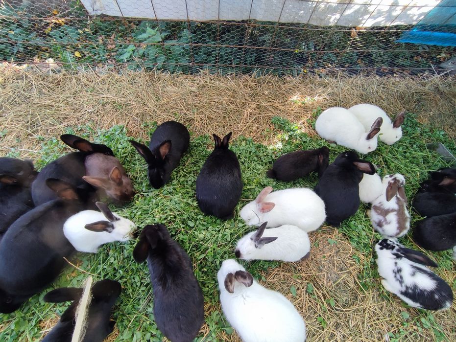 Iepuri (tineret și maturi)