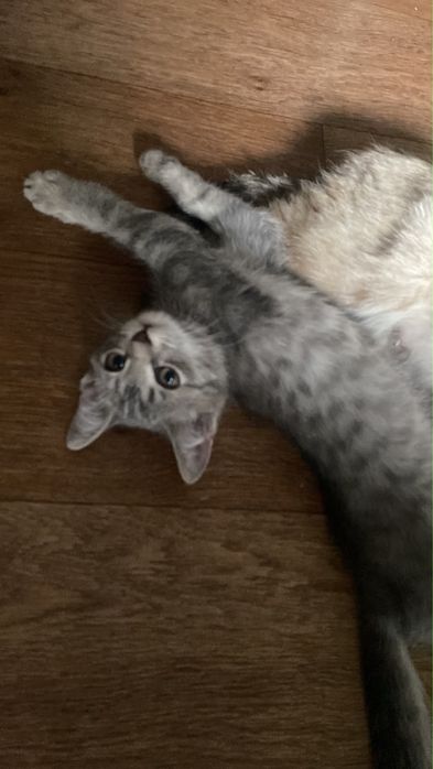 Котята бесплатно