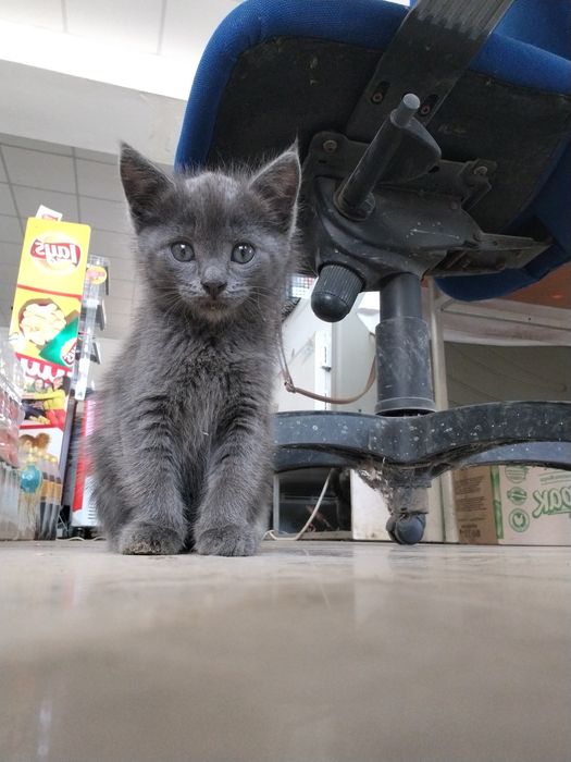 Котёнка в добрые руки