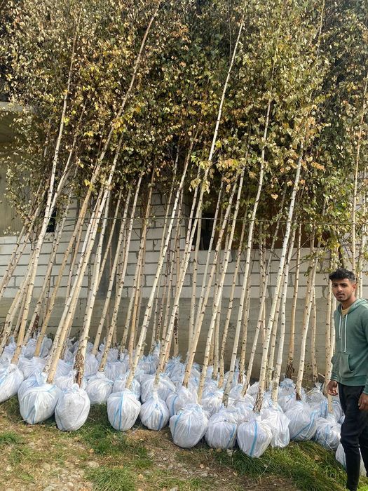 Mesteacăn avem mai multe dimensiuni Transport gratuit