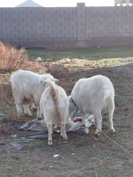 Ешкілер сатылады