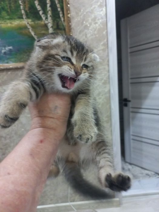 Продам котика шиншила