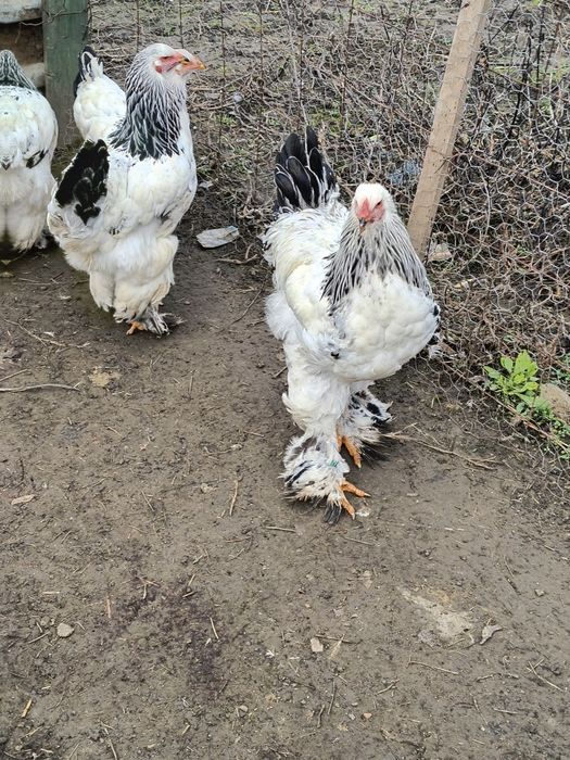Vând cocoși brahma rasa pura sunt vaccinate