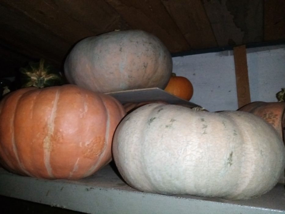 Продам      тыкву