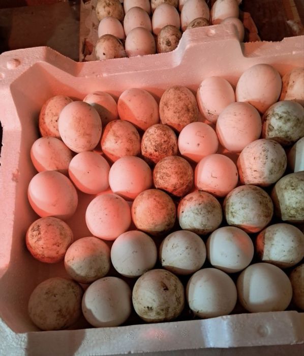 ЯЙЦА Инкубационные!