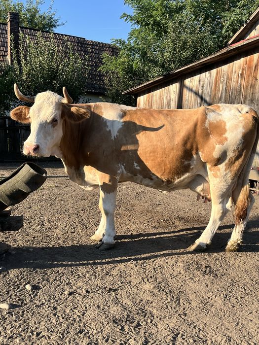 Se vinde o vaca buna de lapte si 6 capre cu lapte