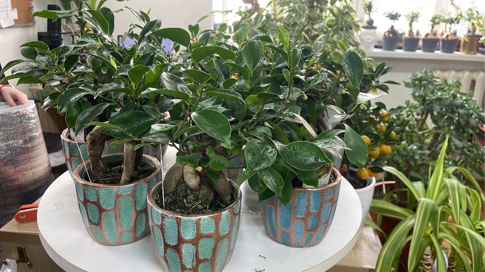 Бонсай для вашего дома