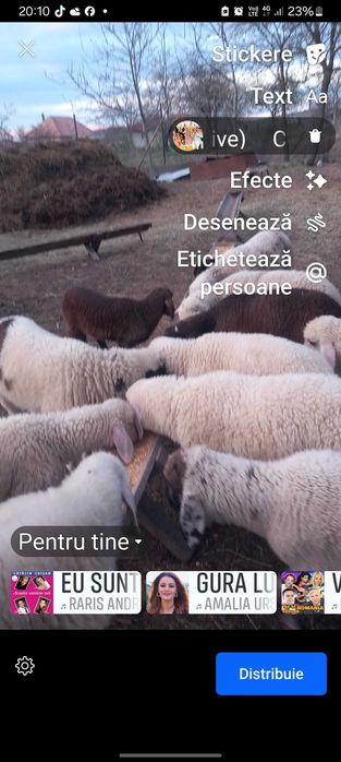 Vând 30 de oi cu miei. Preț  negociabil