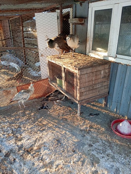 Продавам двойки пауни