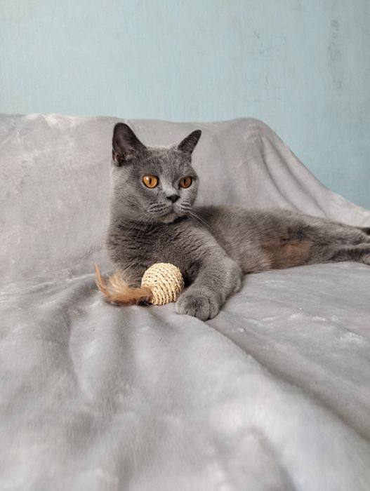 Британская голубая кошка