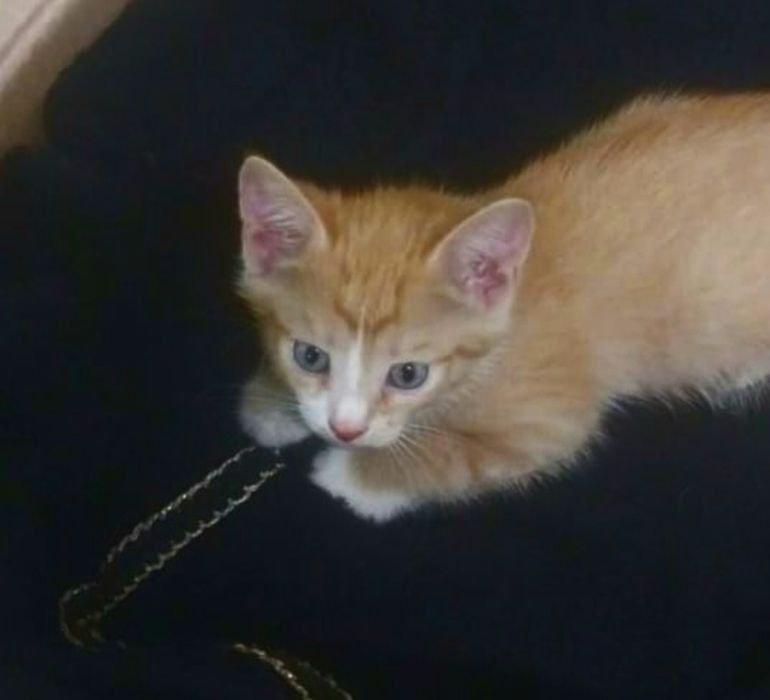 2 котенка ждут вас, забирайте нас