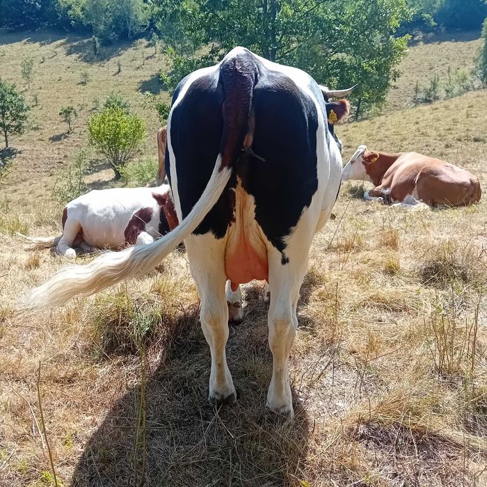 Vand vaca la a doua fatare intro sapatamana fata