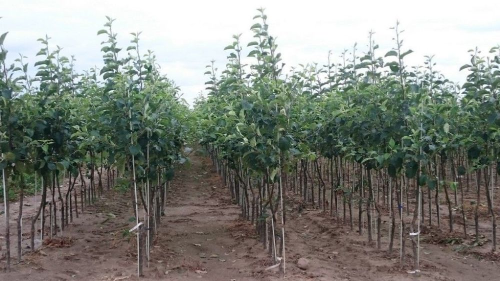 Саженцы плодовых деревьев! Разные сорта, которые устойчивый к болезням