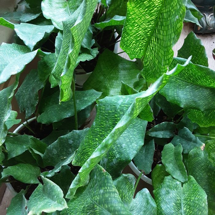 Продам Калатея мозаичная