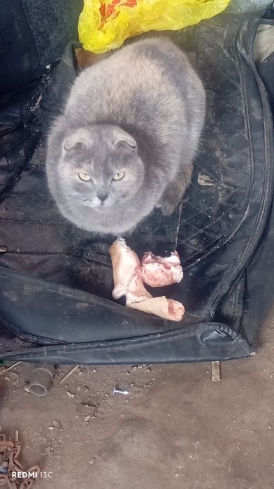 Кошечка вислоухая