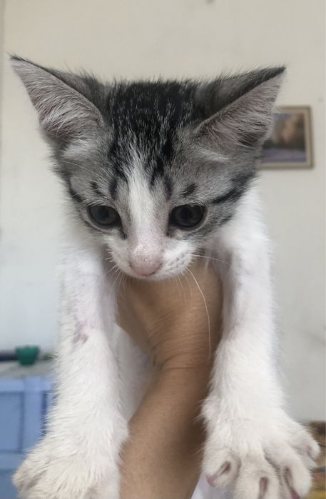 Котенок мальчик в добрые руки