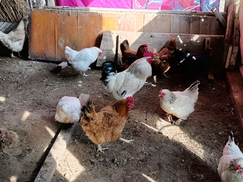 Туып тұрған тауықтар сатылады