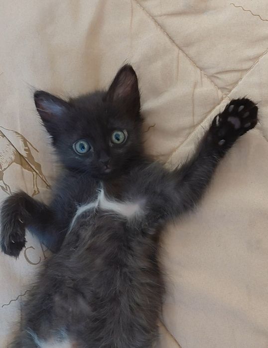 Отдам котёнка 2 месяца