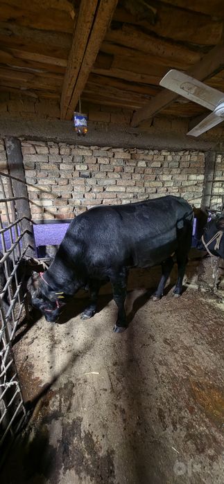 BUQA    sotiladi