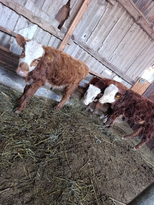 Продам 4бычка.по 8 мес