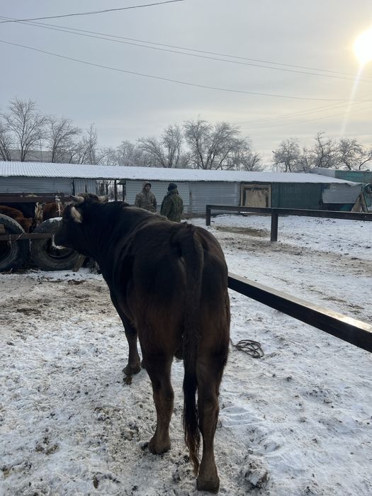 Бычок сатылады 2жасар