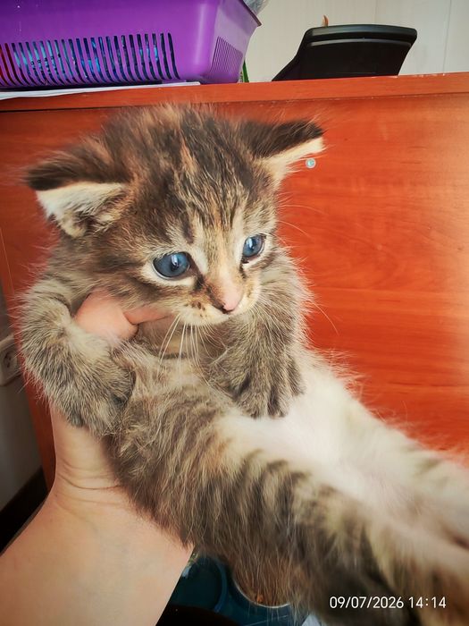 Отдам кошечку в добрые руки