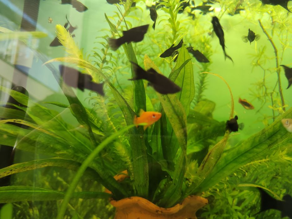 Pesti exotici de acvariu