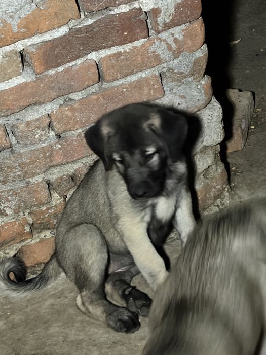 Ciobanesc Kangal