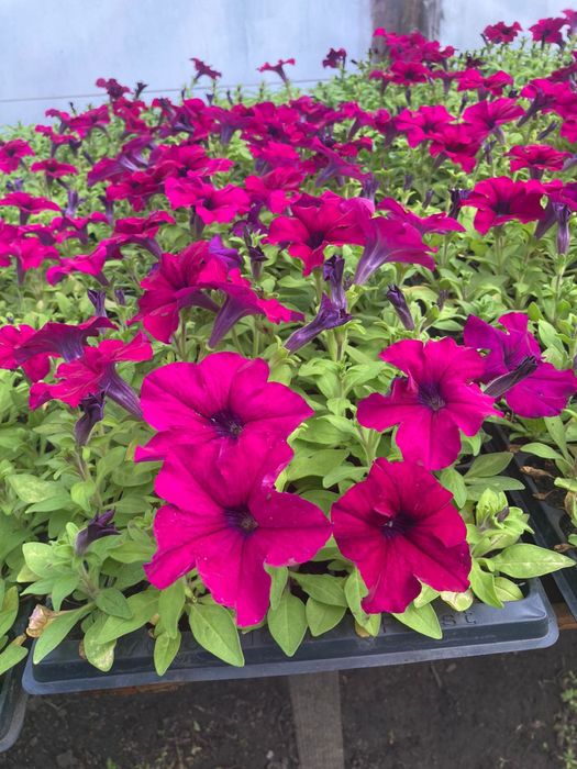 Продам петунию, рассаду овощей