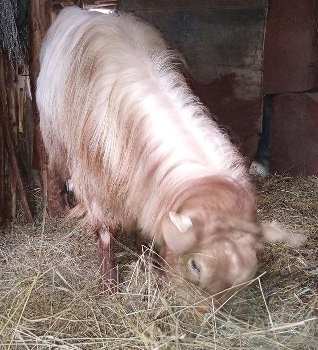 Tap de vânzare 50 kg