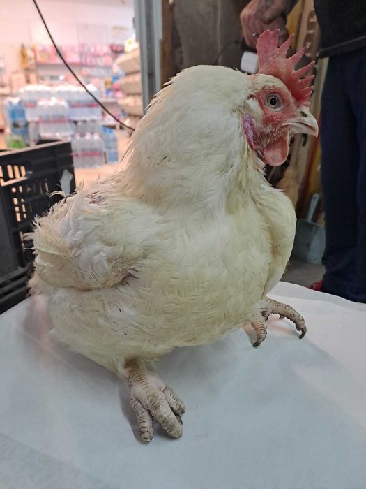 Gaini mari peste 4kg  30lei bucata